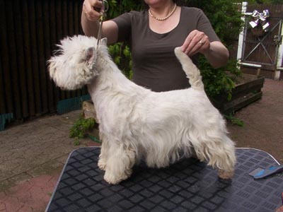 West Highland White Terrier- Hündin "Gared´s Vision F´Joy"