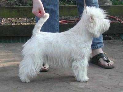 West Highland White Terrier- Hündin " Lima"